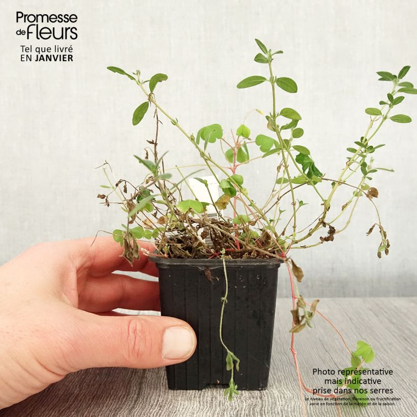 Helianthemum nummularium - Eliantemo maggiore Vasetto da 8/9 cm esemplare consegnato in inverno