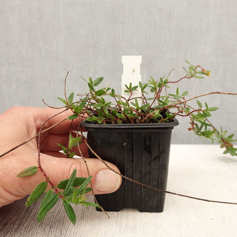 Helianthemum nummularium - Eliantemo maggiore Vasetto da 8/9 cm esemplare consegnato in primavera