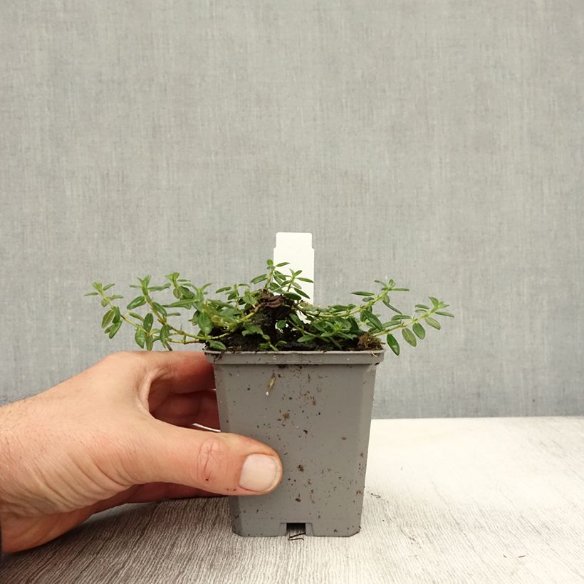 Esemplare di Helianthemum Orange Double - Eliantemo Vasetto da 8/9 cm come consegnato in autunno