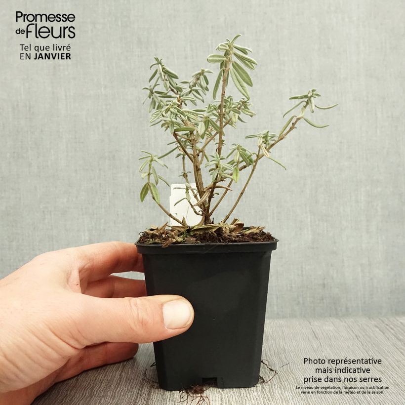 Helianthemum Rhodanthe Carneum - Eliantemo Vasetto da 8/9 cm esemplare consegnato in inverno