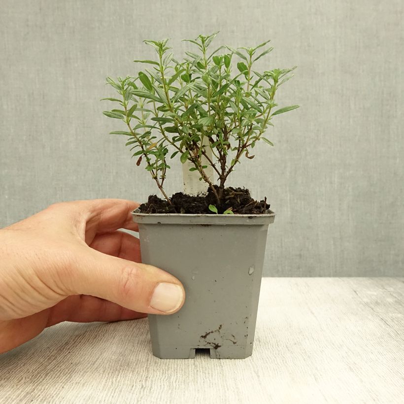 Esemplare di Helianthemum Sulphureum Plenum - Eliantemo Vasetto da 8/9 cm come consegnato in autunno