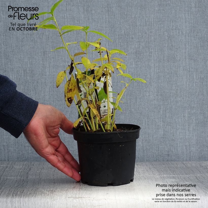 Esemplare di Helianthus strumosus - Girasole ghiandoloso Vaso da 1,5L/2L come consegnato in autunno