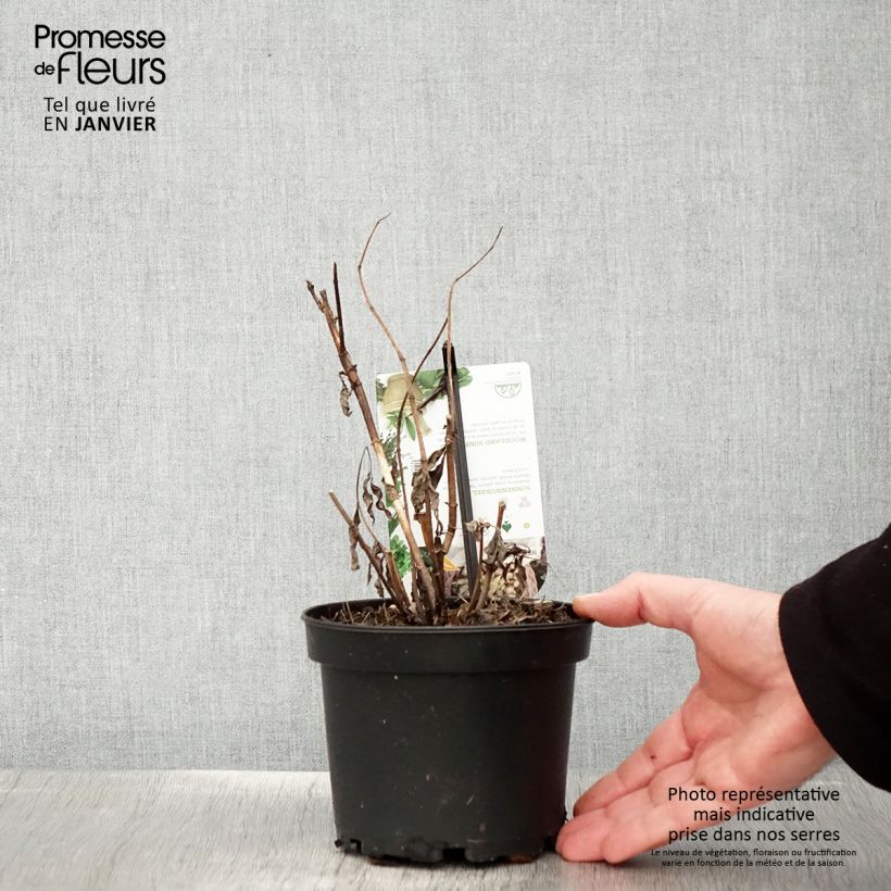 Helianthus strumosus - Girasole ghiandoloso Vaso da 1,5L/2L esemplare consegnato in inverno