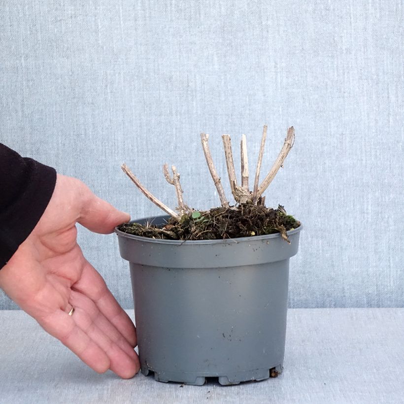 Helianthus strumosus - Girasole ghiandoloso Vaso da 1,5L/2L esemplare consegnato in primavera