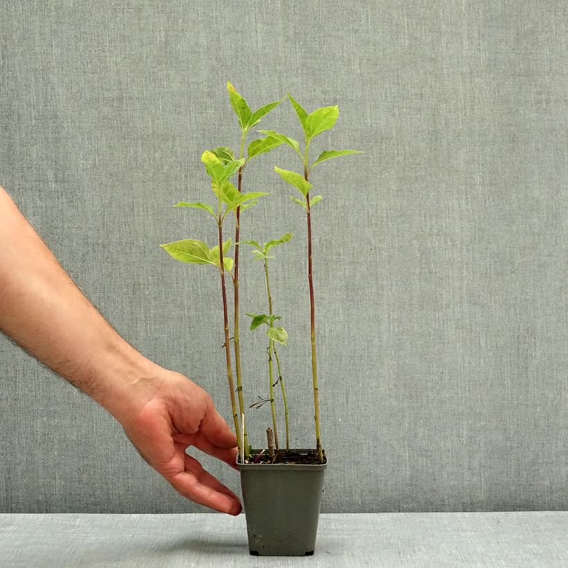 Esemplare di Helianthus decapetalus Plenus - Girasole Vasetto da 8/9 cm consegnato in estate