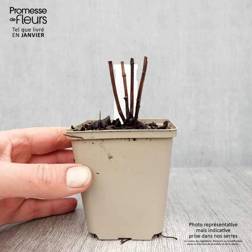 Helianthus decapetalus Plenus - Girasole Vasetto da 8/9 cm esemplare consegnato in inverno