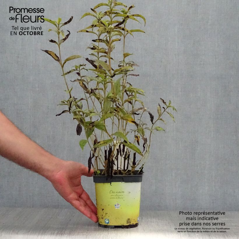 Esemplare di Helianthus Lemon Queen - Girasole Vaso da 2L/3L come consegnato in autunno