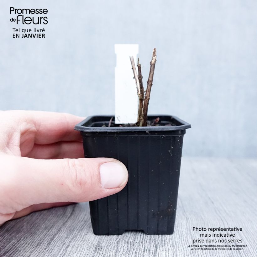 Helianthus salicifolius Table Mountain - Girasole Vasetto da 8/9 cm esemplare consegnato in inverno