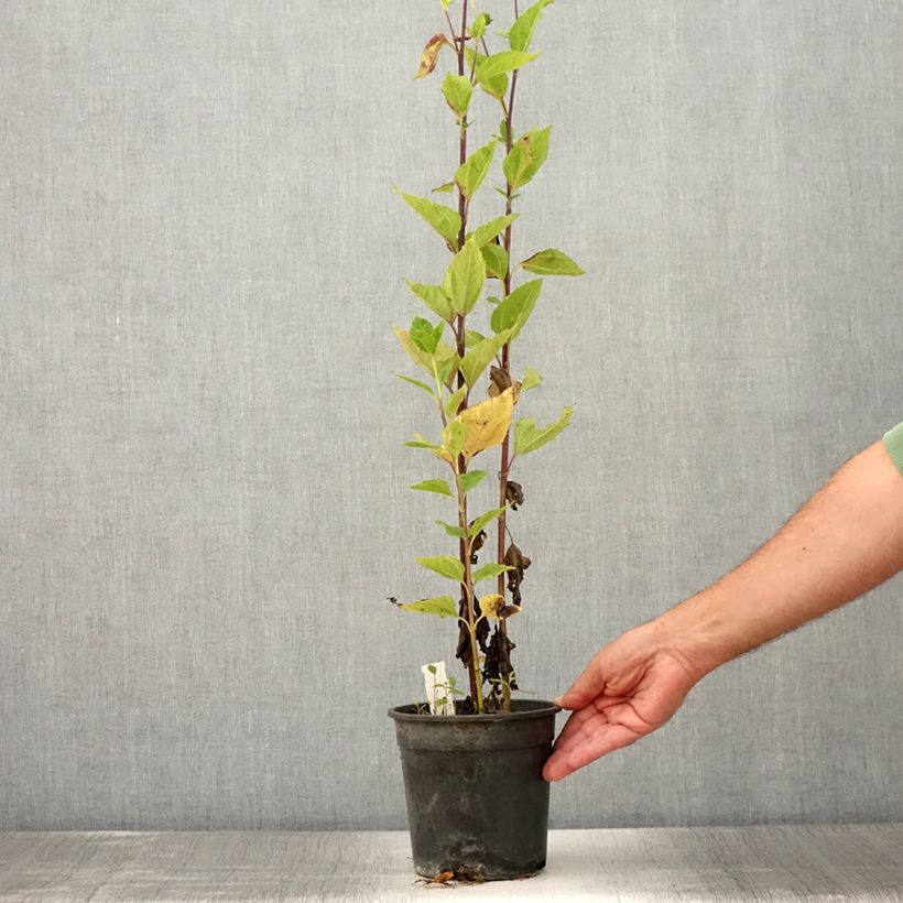 Esemplare di Helianthus Sunshine Daydream - Girasole Vaso da 2L/3L consegnato in estate
