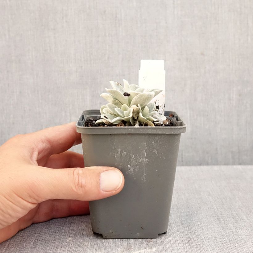 Esemplare di Helichrysum amorginum Ruby Cluster - Elicriso Vasetto da 8/9 cm come consegnato in autunno