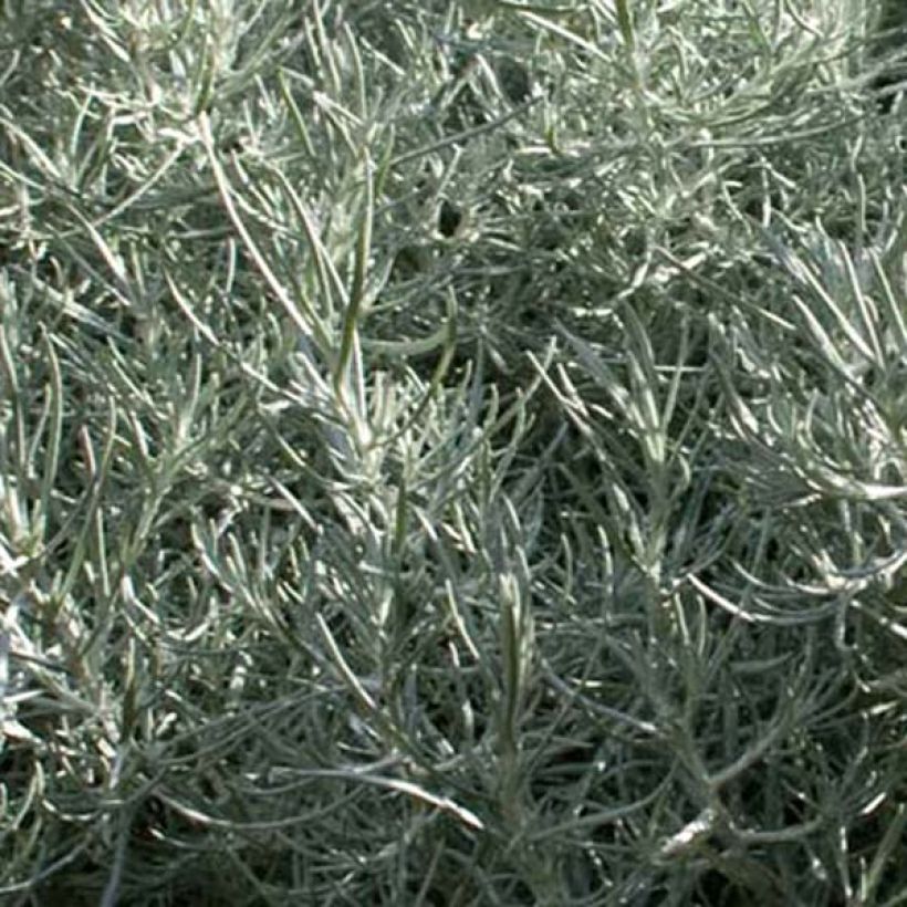 Elicriso italiano (Fogliame)