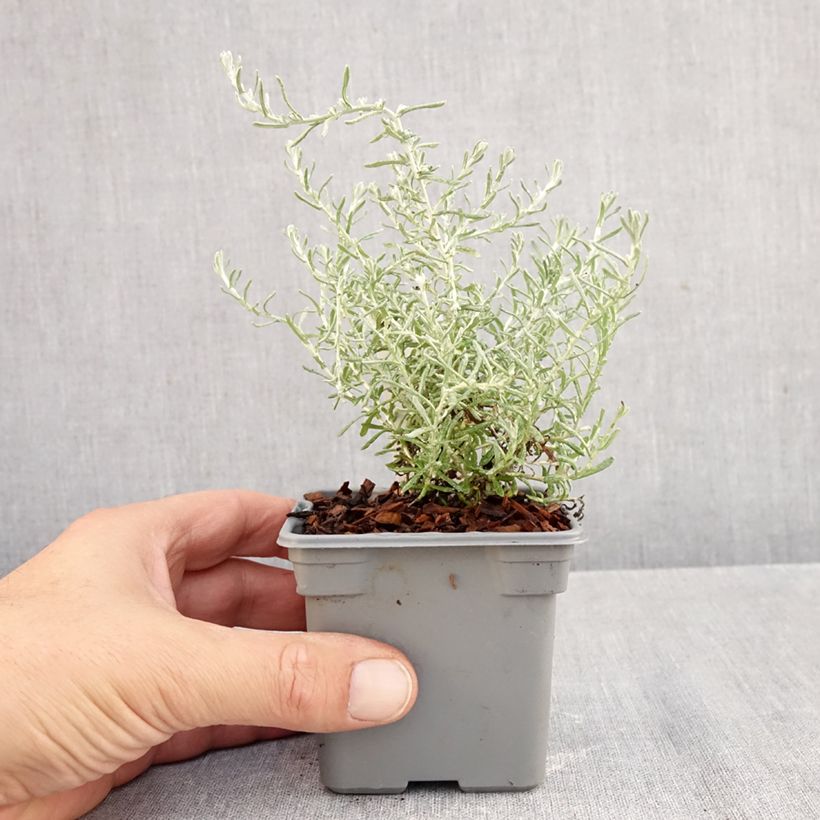 Esemplare di Elicriso italiano Aladin Vasetto da 8/9 cm come consegnato in autunno