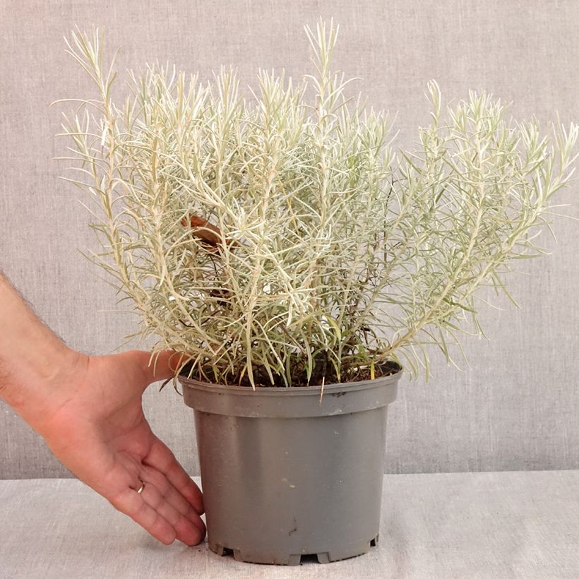 Esemplare di Elicriso italiano - Helichrysum italicum subsp. serotinum Vaso da 3L/4L consegnato in estate