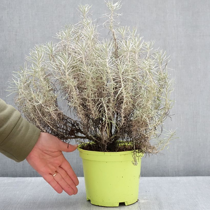 Elicriso italiano - Helichrysum italicum subsp. serotinum Vaso da 3L/4L esemplare consegnato in inverno
