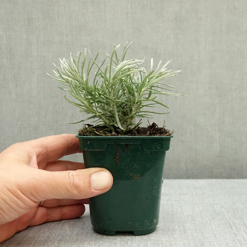 Esemplare di Elicriso italiano Weisses Wunder Vasetto da 8/9 cm come consegnato in autunno