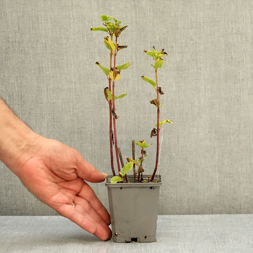 Esemplare di Heliopsis helianthoides Asahi Vasetto da 8/9 cm consegnato in estate