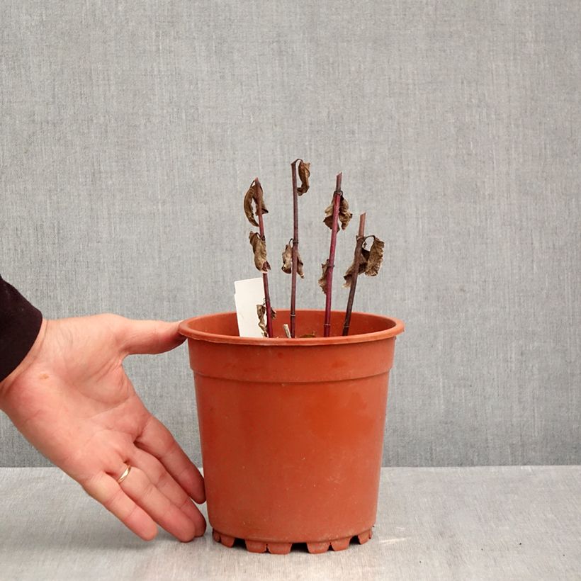 Esemplare di Heliopsis helianthoides Asahi Vaso da 2L/3L come consegnato in autunno