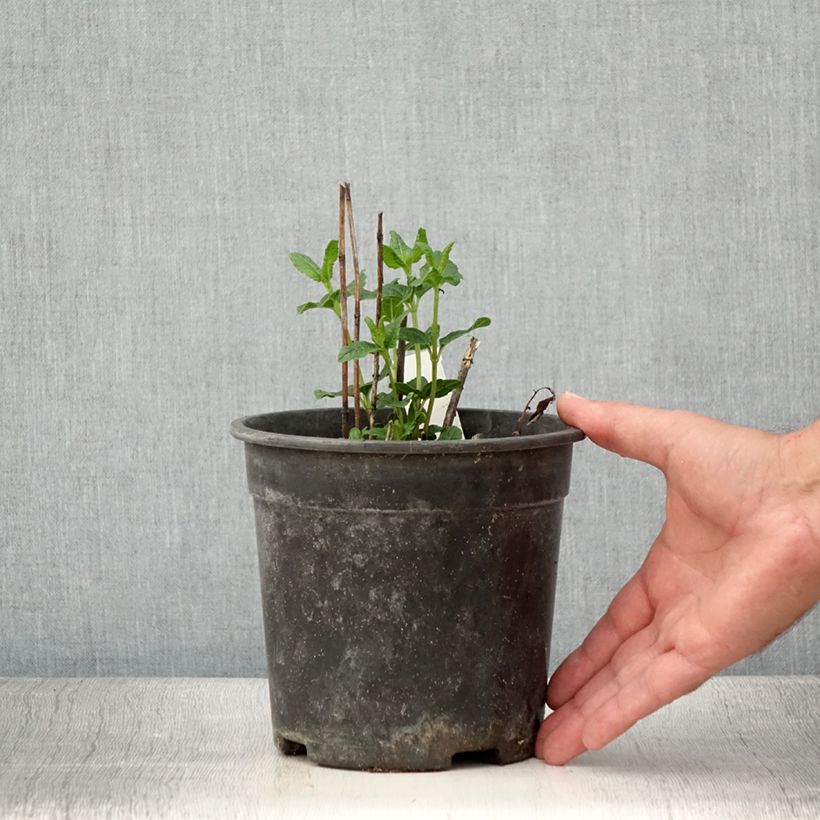 Esemplare di Heliopsis helianthoides Asahi Vaso da 2L/3L consegnato in estate