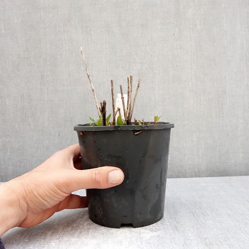 Heliopsis helianthoides Asahi Vaso da 2L/3L esemplare consegnato in primavera
