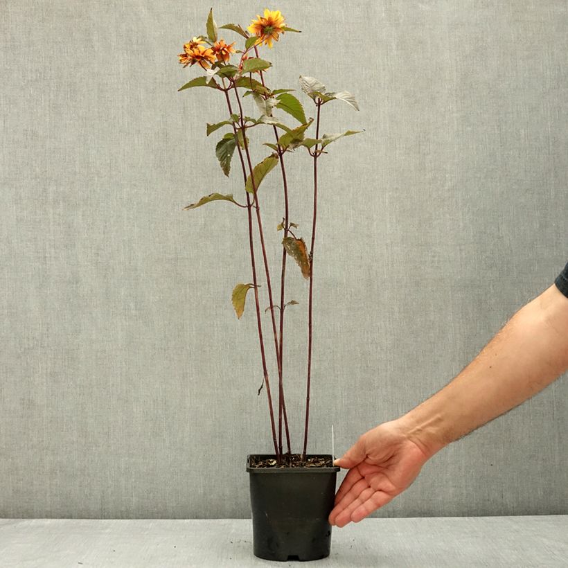 Esemplare di Heliopsis helianthoides Bonfire Sunset Vaso da 1,5L/2L consegnato in estate