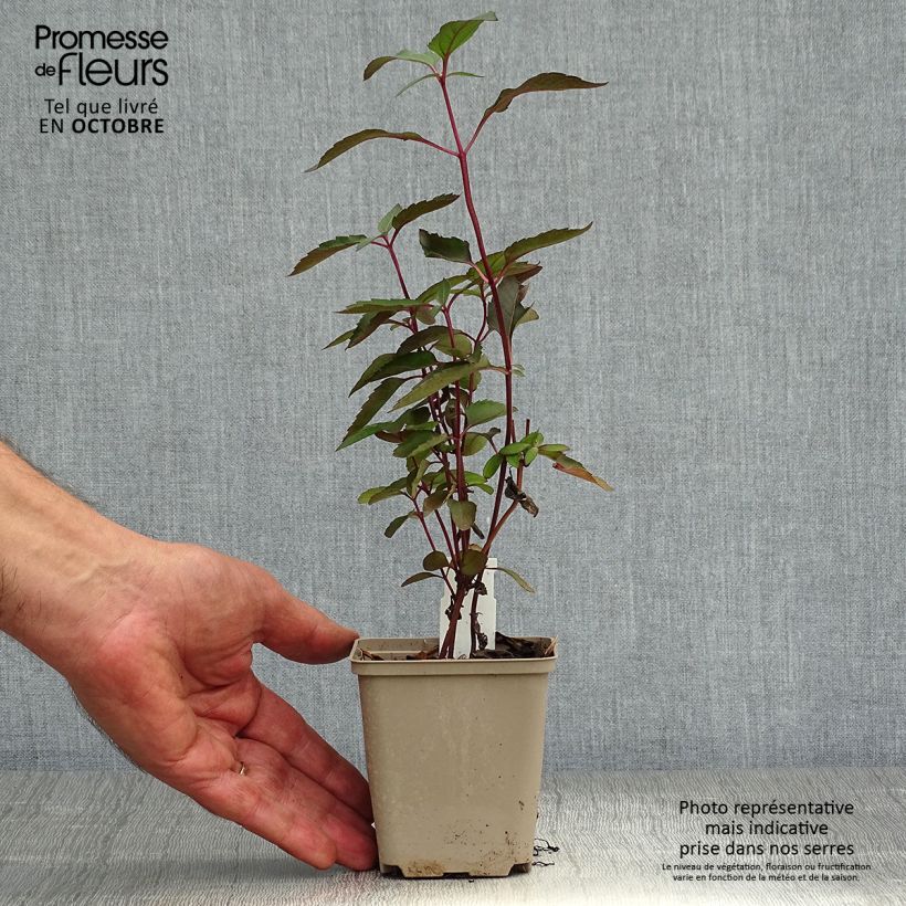 Esemplare di Heliopsis helianthoides var. scabra Burning Hearts Vasetto da 8/9 cm come consegnato in autunno