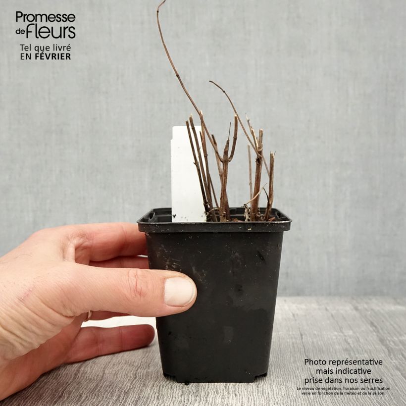 Heliopsis helianthoides var. scabra Funky Spinner Vasetto da 8/9 cm esemplare consegnato in inverno