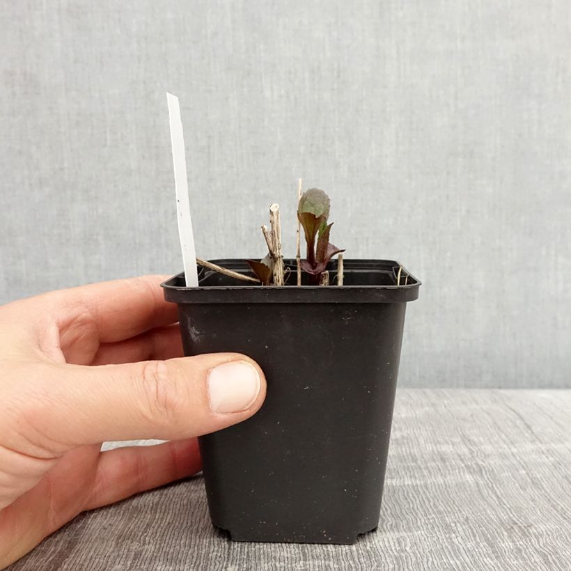 Heliopsis helianthoides var. scabra Funky Spinner Vasetto da 8/9 cm esemplare consegnato in primavera