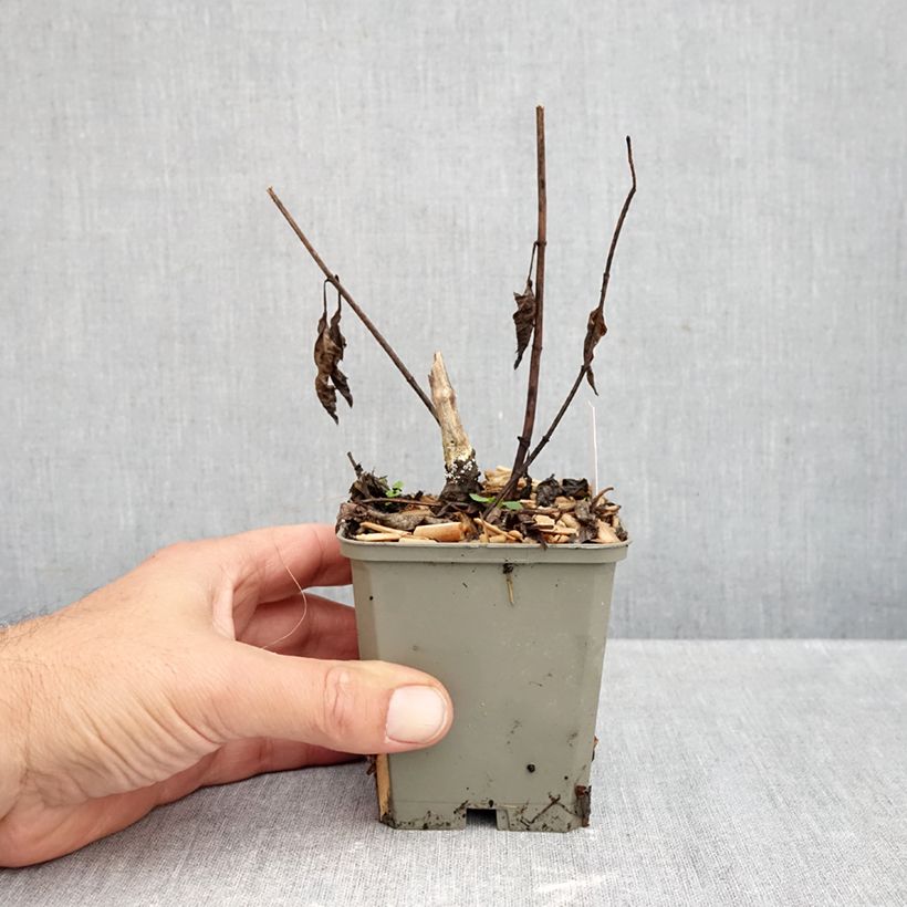 Esemplare di Heliopsis helianthoides var. scabra Funky Spinner Vasetto da 8/9 cm come consegnato in autunno