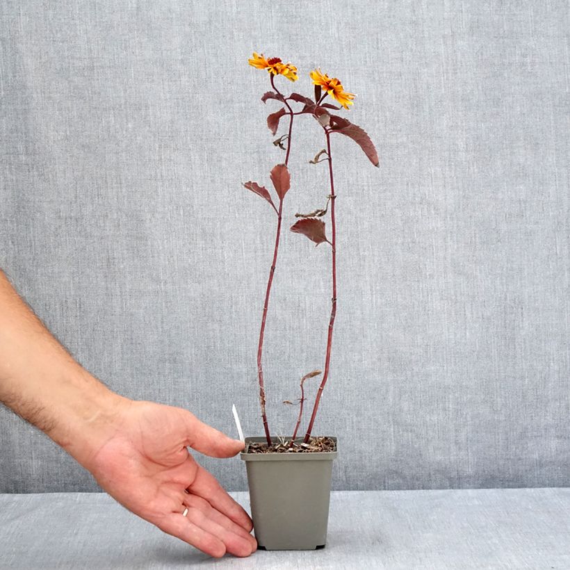 Esemplare di Heliopsis helianthoides var. scabra Funky Spinner Vasetto da 8/9 cm consegnato in estate