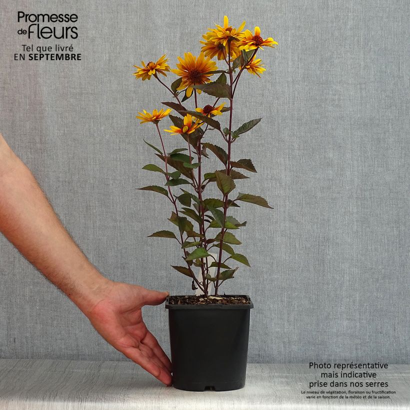Esemplare di Heliopsis helianthoides var. scabra Funky Spinner Vaso da 2L/3L consegnato in estate
