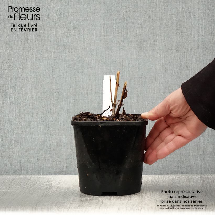 Heliopsis helianthoides var. scabra Funky Spinner Vaso da 2L/3L esemplare consegnato in inverno