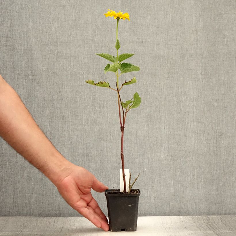 Esemplare di Heliopsis helianthoides Mars Vasetto da 8/9 cm consegnato in estate