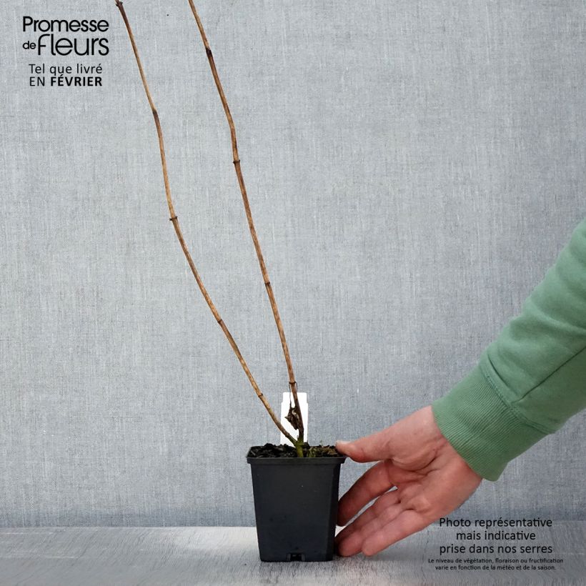 Heliopsis helianthoides Mars Vasetto da 8/9 cm esemplare consegnato in inverno