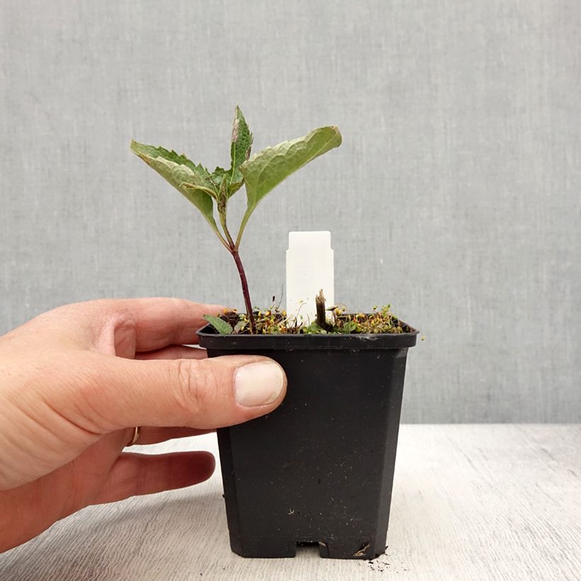 Heliopsis helianthoides Mars Vasetto da 8/9 cm esemplare consegnato in primavera