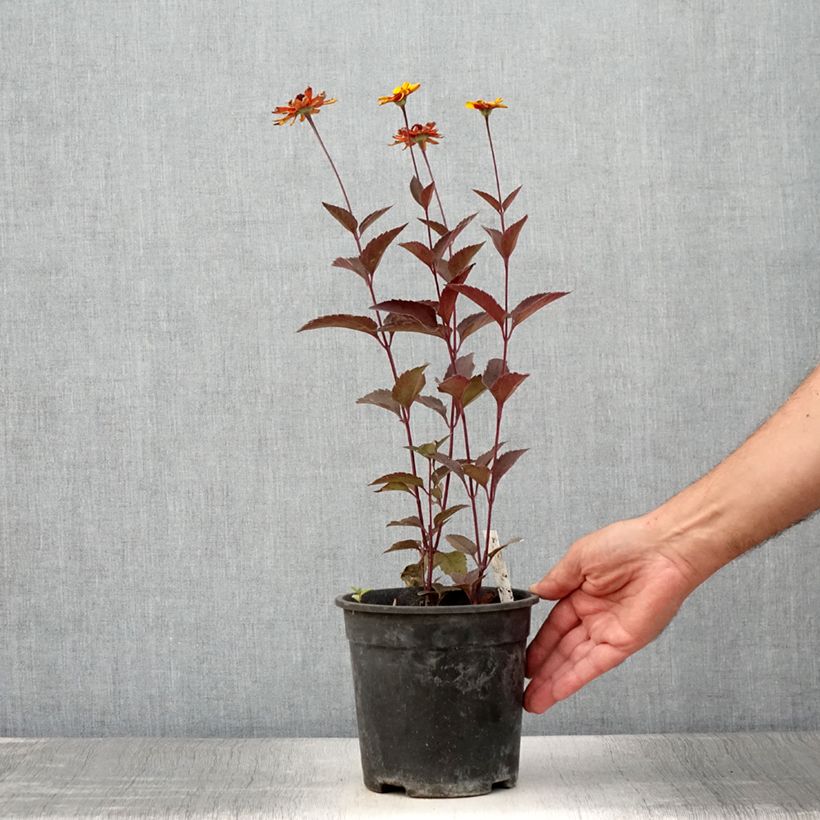 Esemplare di Heliopsis helianthoides Sparkling Contrast Vaso da 2L/3L consegnato in estate