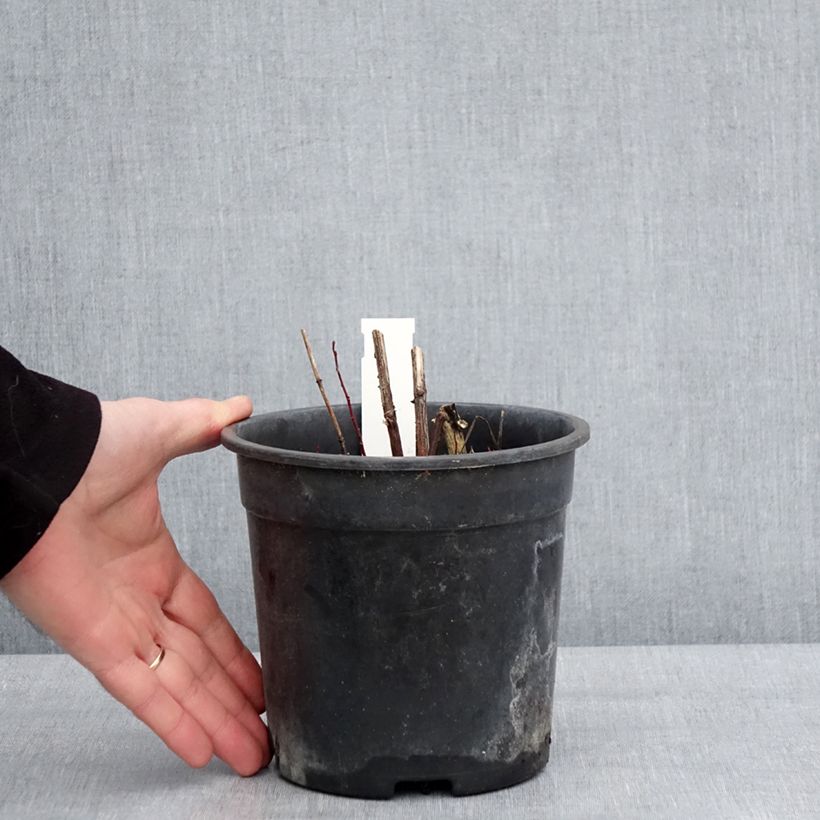 Heliopsis helianthoides Sparkling Contrast Vaso da 2L/3L esemplare consegnato in inverno