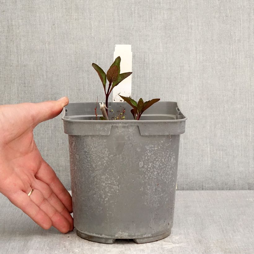 Heliopsis helianthoides Sparkling Contrast Vaso da 2L/3L esemplare consegnato in primavera