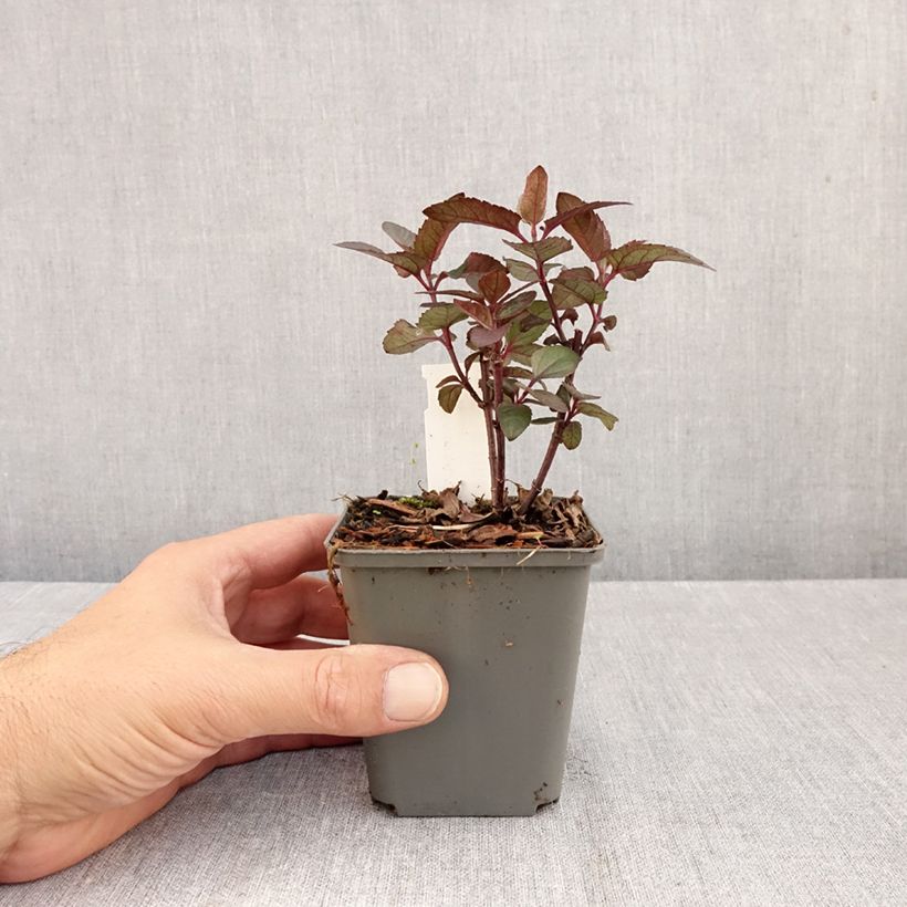 Esemplare di Heliopsis helianthoides var. scabra Fire Twister Vasetto da 8/9 cm come consegnato in autunno