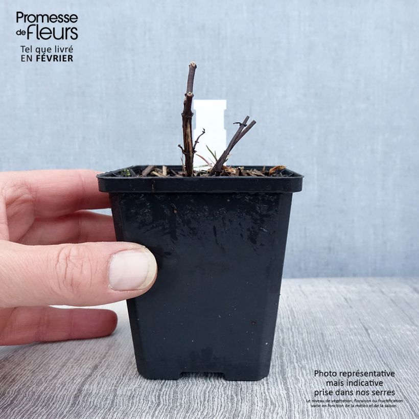 Heliopsis helianthoides var. scabra Fire Twister Vasetto da 8/9 cm esemplare consegnato in inverno