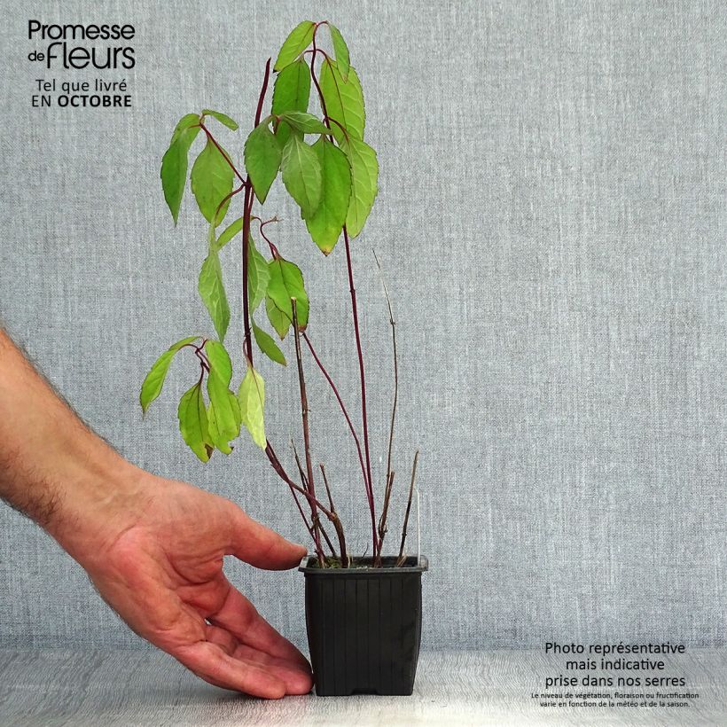 Esemplare di Heliopsis helianthoides var. scabra Summer Nights Vasetto da 8/9 cm come consegnato in autunno