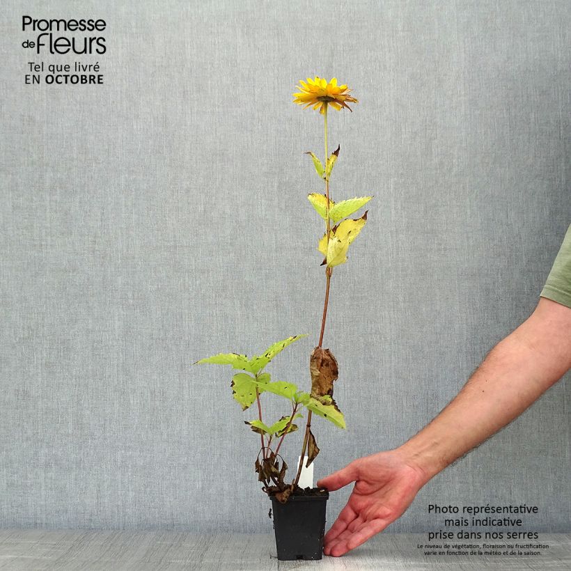 Esemplare di Heliopsis helianthoides var. scabra Venus Vasetto da 8/9 cm come consegnato in autunno