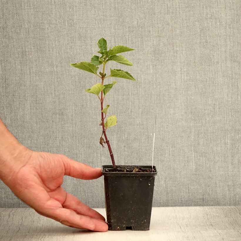 Esemplare di Heliopsis helianthoides var. scabra Venus Vasetto da 8/9 cm consegnato in estate