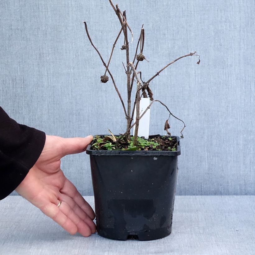 Heliopsis helianthoides Luna Roja Vaso da 2L/3L esemplare consegnato in inverno