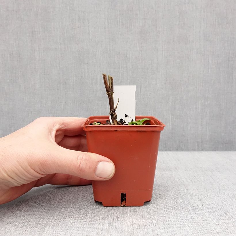 Heliopsis helianthoides var. scabra Punto Rosso Vasetto da 8/9 cm esemplare consegnato in inverno