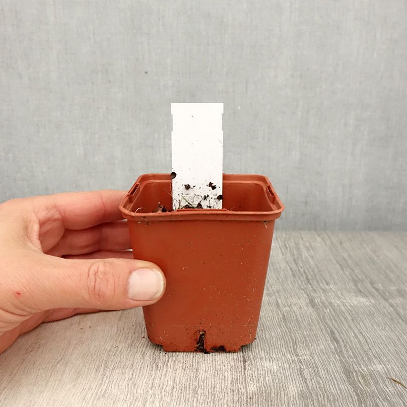 Heliopsis helianthoides var. scabra Punto Rosso Vasetto da 8/9 cm esemplare consegnato in primavera