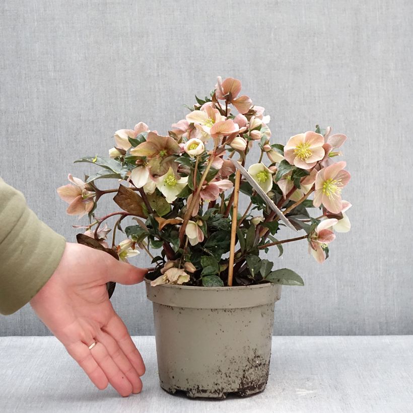 Helleborus ballardiae Maestro - Elleboro Vaso da 2L/3L esemplare consegnato in inverno