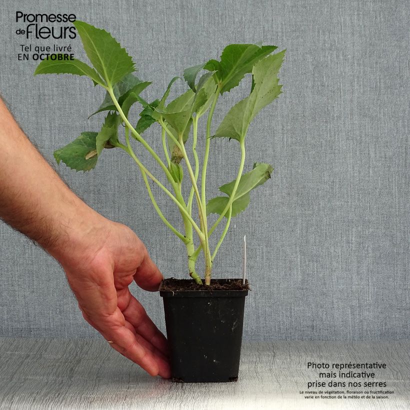 Esemplare di Helleborus argutifolius - Elleboro di Corsica Vasetto da 8/9 cm come consegnato in autunno