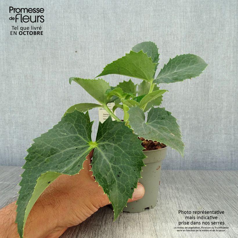 Esemplare di Helleborus argutifolius - Elleboro di Corsica Vaso da Ø 12 cm / 13 cm come consegnato in autunno