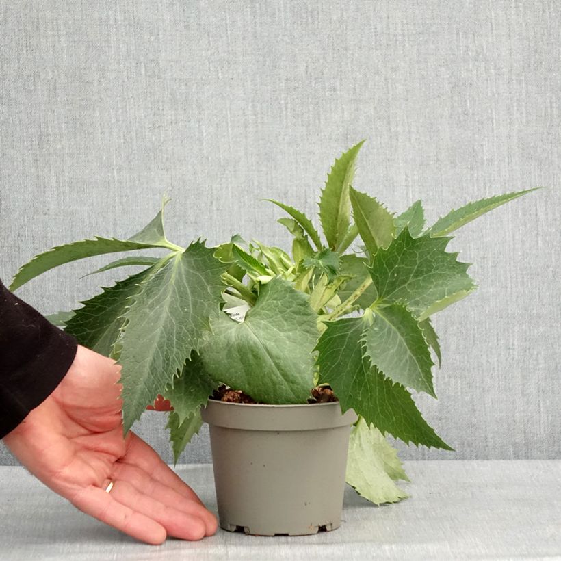 Helleborus argutifolius - Elleboro di Corsica Vaso da Ø 12 cm / 13 cm esemplare consegnato in inverno