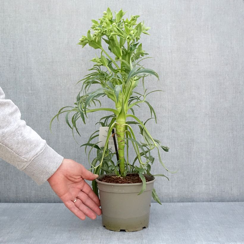 Helleborus foetidus Bowles Form - Elleboro puzzolente Vaso da 1L/1,5L esemplare consegnato in primavera